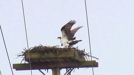 osprey lifts wings over top of partner in nest - Youngs Point - Ontario - Canada