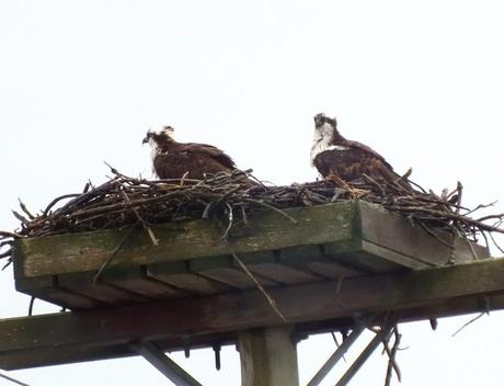 Two Osprey in nest on hydro pole --- Youngs Point - Ontario - Canada