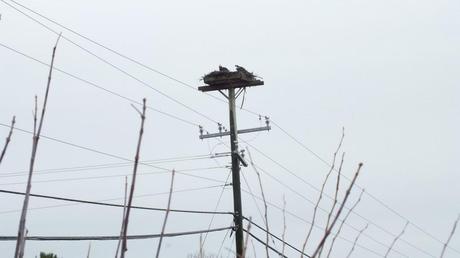 Two Osprey sitting in their hydro pole bird nest at Young's Point