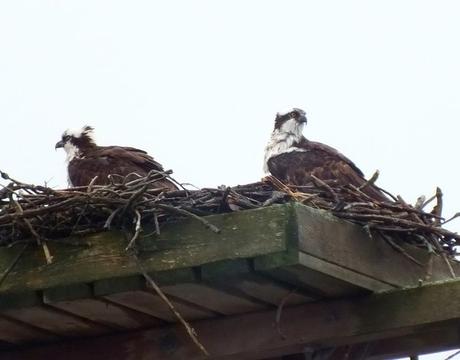 Two Osprey in their nest at Young's Point - Ontario - Canada