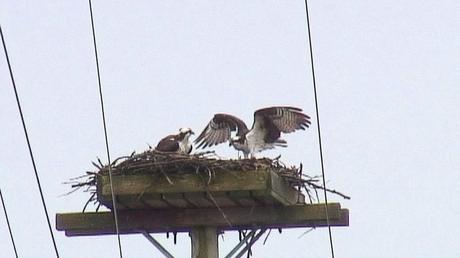 osprey lands in nest - Youngs Point - Ontario - Canada