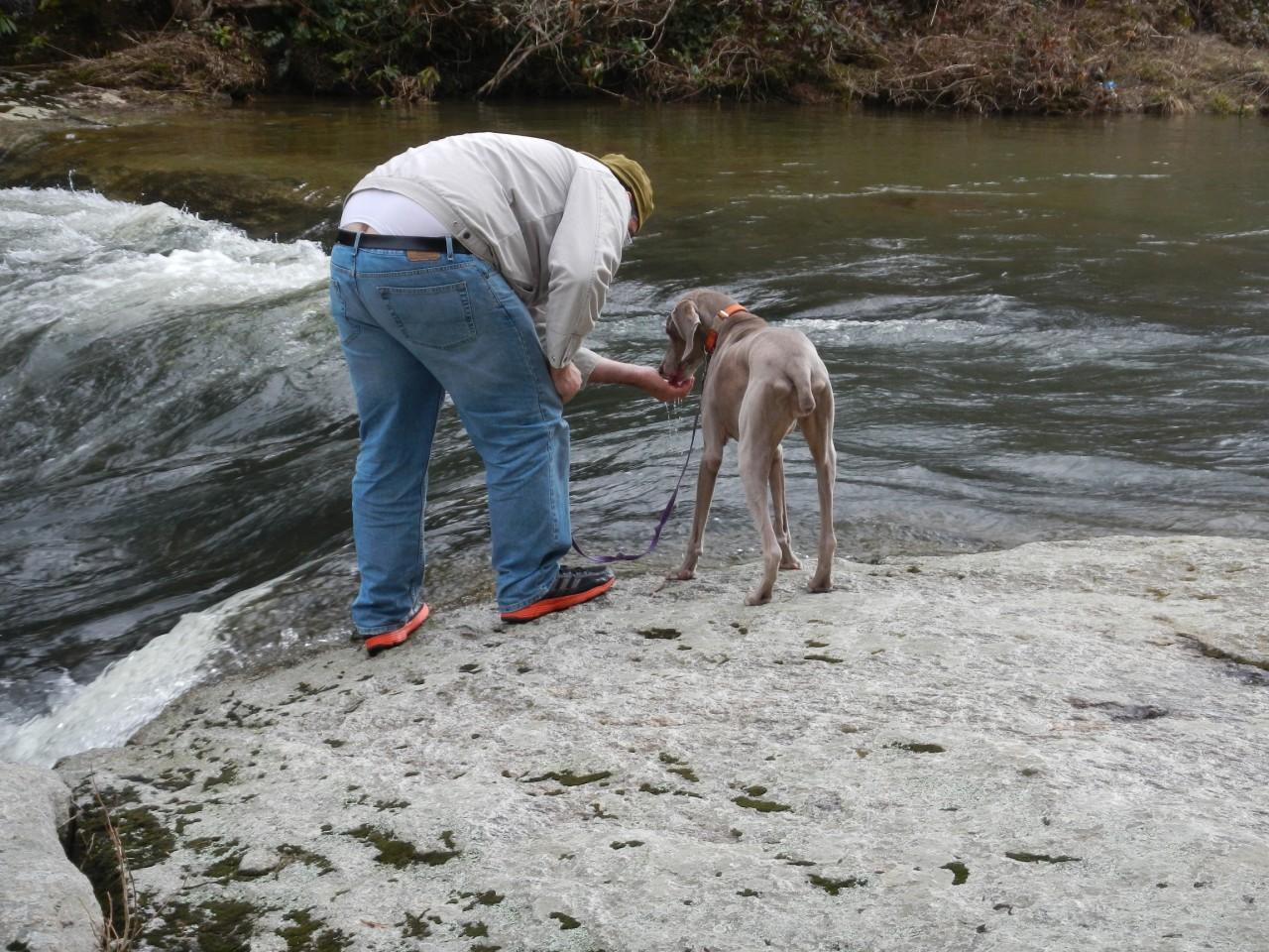 dog drinking from the river