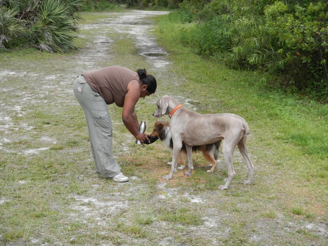 Keeping Dogs Hydrated