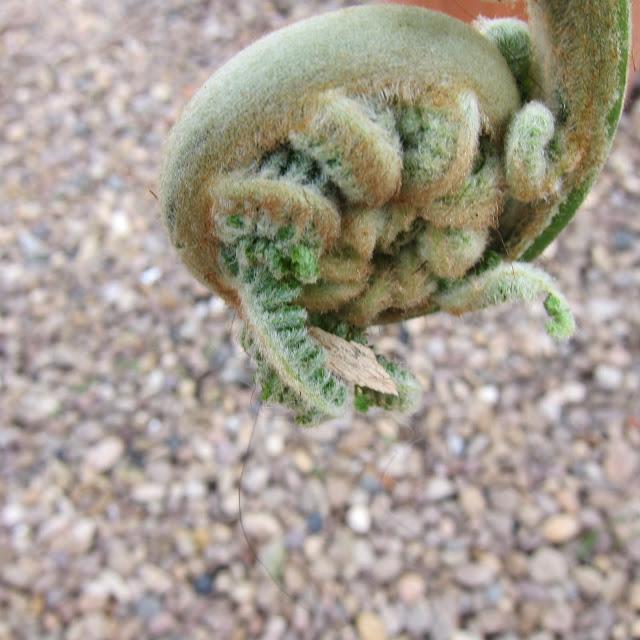 Tree Fern or telegraph pole ?