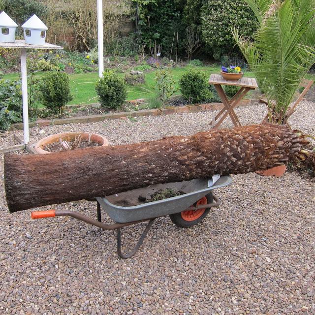 Tree Fern or telegraph pole ?