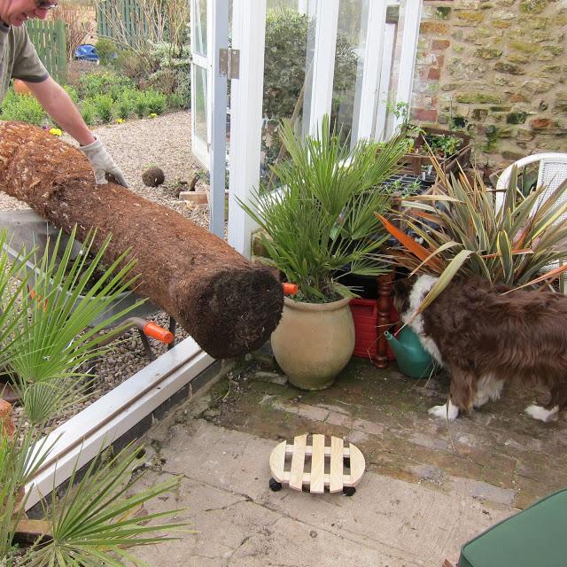 Tree Fern or telegraph pole ?