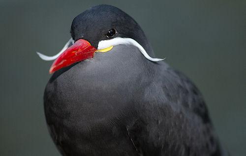 Inca Tern: The Magnificently Mustached Bird