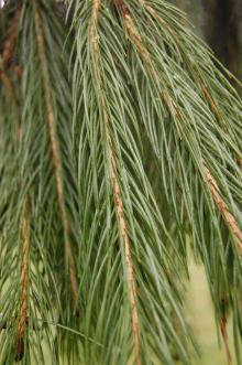 Picea smithiana Leaf (23/03/2013, Kew Gardens, London)