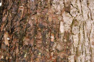 Picea smithiana Bark (23/03/2013, Kew Gardens, London)