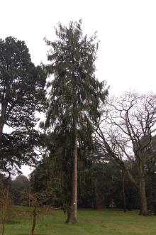 Picea smithiana (23/03/2013, Kew Gardens, London)