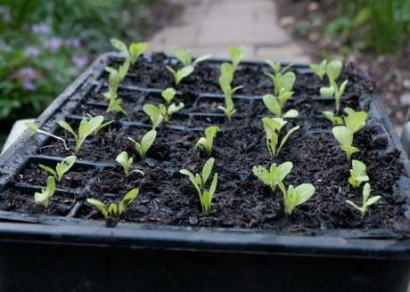 All Year Round lettuce-pricked out