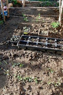 Thrifty Thursday: Starting an Organic Garden