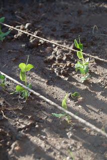 Thrifty Thursday: Starting an Organic Garden