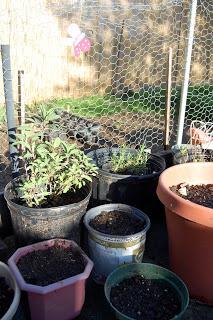 Thrifty Thursday: Starting an Organic Garden
