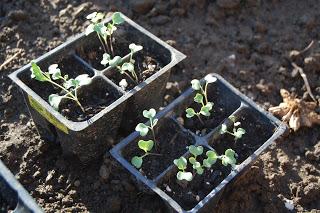 Thrifty Thursday: Starting an Organic Garden