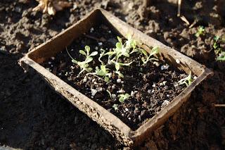 Thrifty Thursday: Starting an Organic Garden