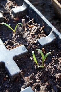 Thrifty Thursday: Starting an Organic Garden