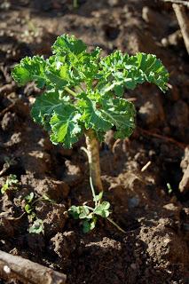 Thrifty Thursday: Starting an Organic Garden