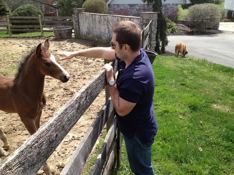 warmblood foal trevelyna farm lancaster pa