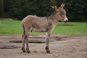 English: Three weeks old Equus asinus in Kadzi...