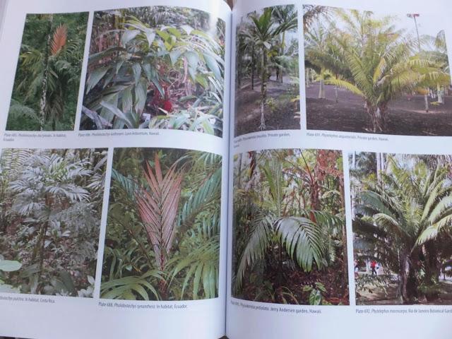 Book Review: The Encyclopedia Of Cultivated Palms