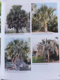 Book Review: The Encyclopedia Of Cultivated Palms