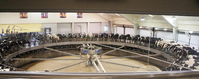 Last week I visited a dairy farm – The Fair Oaks Farm sit...