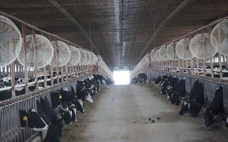 Last week I visited a dairy farm – The Fair Oaks Farm sit...