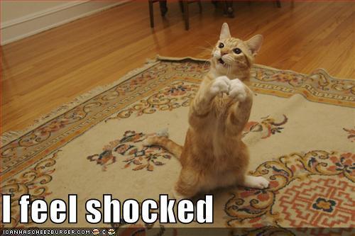 shocked-cat