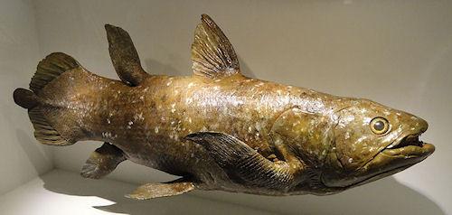 Scientists Sequence Genome Of 'Living Fossil' Fish