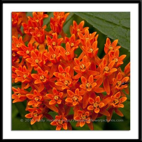 Butterfly Weed