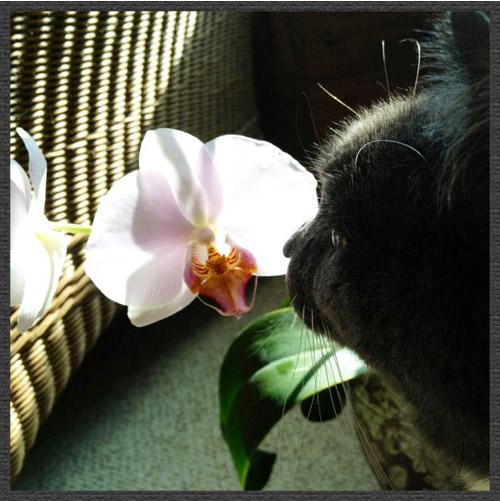 Buddy and The Orchid Brigade
