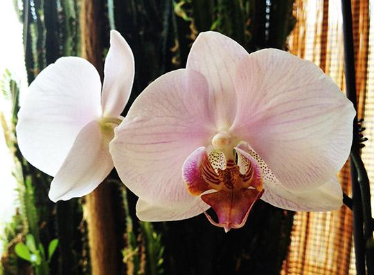 Buddy and The Orchid Brigade