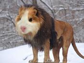 Animals Morphed Together Into Weird