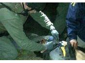 Captured Alive, Thermal Imaging Played Role