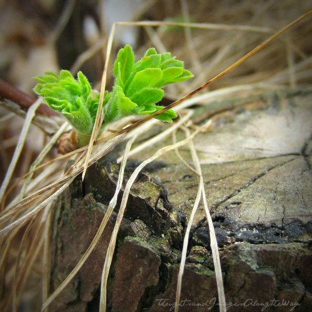 Green / Nature [Nurture Photography Spring]