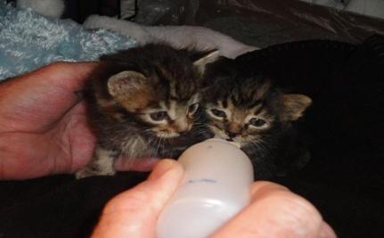 Family Dog Saves Kittens Placed in Bag, Tossed on Highway