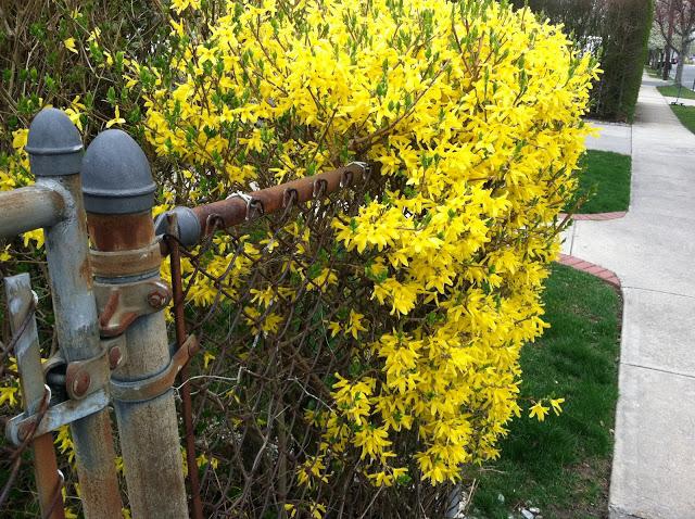 Forsythia-in-Spring-in-Farmingdale