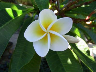 A good year for frangipani