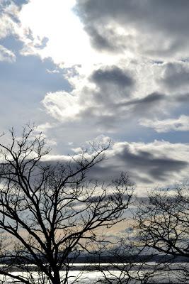 Seattle, Queen Anne, west, spring, tree, sunshine, clouds, puget sound