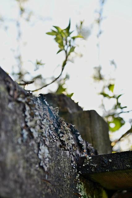 seattle, sunshine, spring, lichen, nature, photography