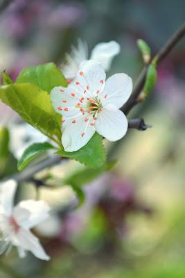 cherry blossoms, flowering tree, gardening, seattle, nature, photography, spring, plum