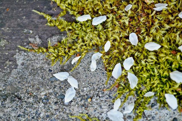 pedals, blossoms, moss, lichen, spring, nature 