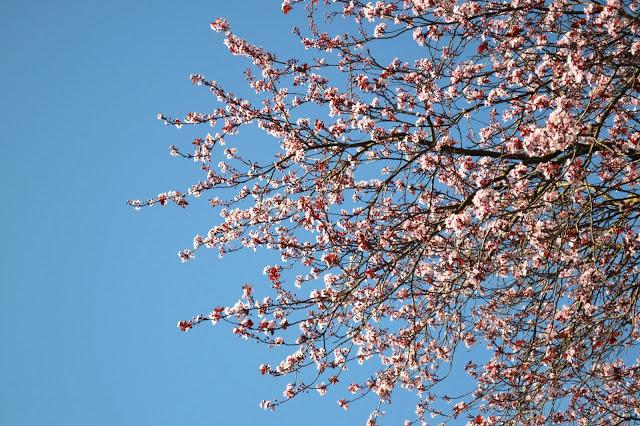 spring, seattle, blossoms, flowers, tree, pink, blue