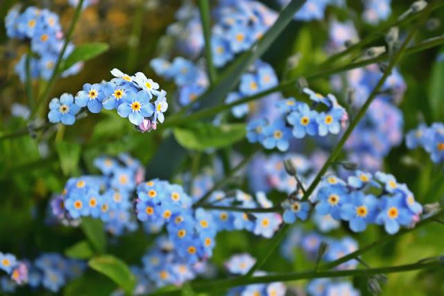 flowers, spring, blossoms, blue, forget-me-nots