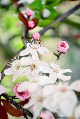 cherry blossoms, flowering tree, gardening, seattle, nature, photography, spring