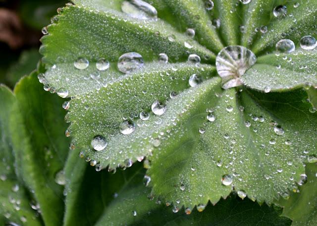 droplets, rain drops, gardening, springtime, plants, botany, nature, photography, lady's mantle 