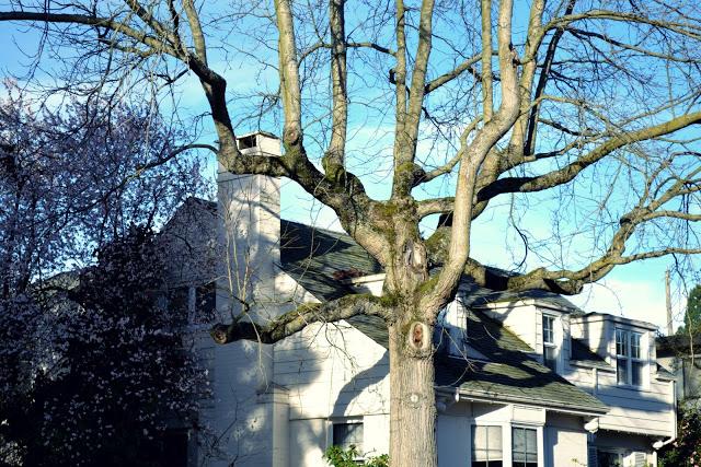 green lake park, neighborhood, seattle, white, house, old tree, 