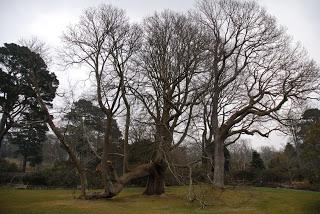 Garden no: 4 on the welsh journey - I get to Bodnant