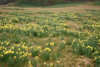 Garden no: 4 on the welsh journey - I get to Bodnant